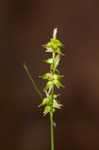 Reflexed sedge